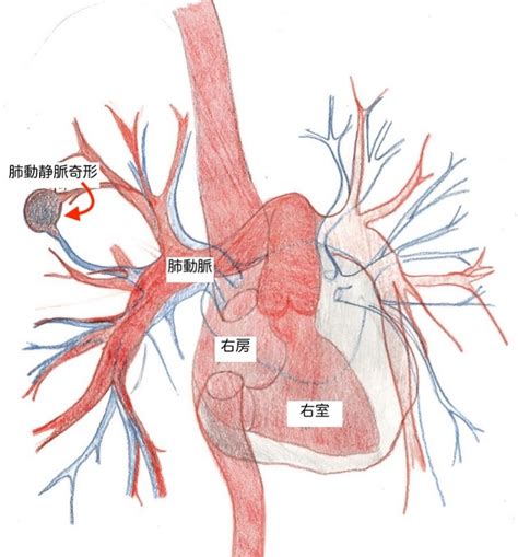 肺脈